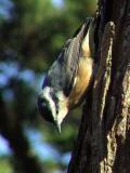 Red-breasted nuthatch