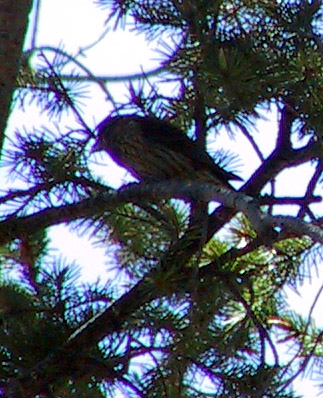 Red Crossbill