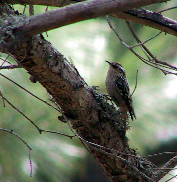 Brown Creeper