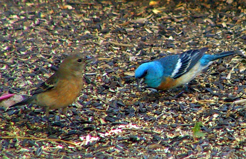 Lazuli Bunting