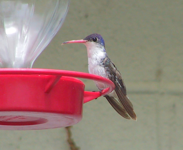 Violet-crowned Hummingbird