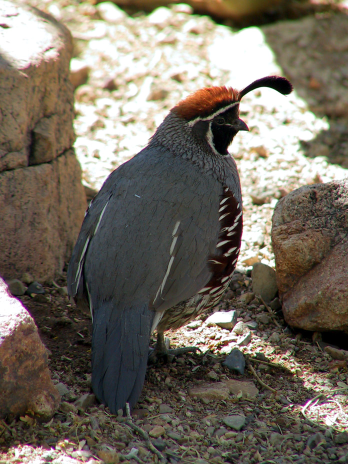 Gambels Quail