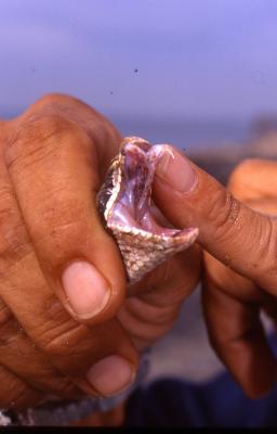 Vipera aspis - poisoned teeth- by Pietrolucci R.