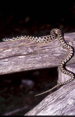Young of Elaphe quatuorlineata 1- 2003 - by Pietrolucci R.