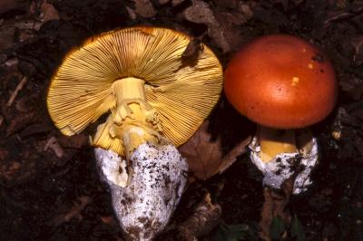Amanita caesarea- by Pietrolucci R.