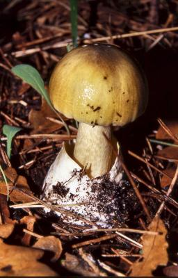 Amanita phalloides- by Pietrolucci R.