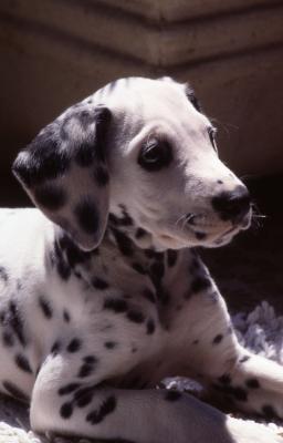 Spot - 1991 - by Pietrolucci R.