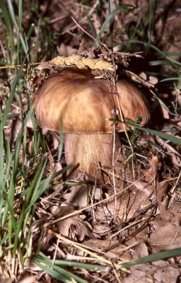 Boletus aestivalis - by Pietrolucci R.