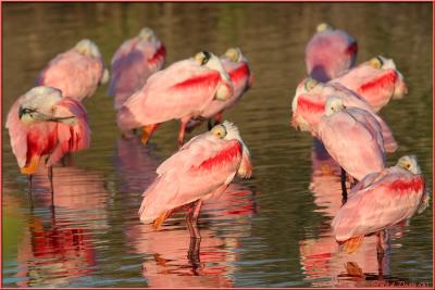 Sleeping Spoonbills