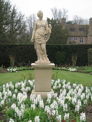 A study in white hyacinths