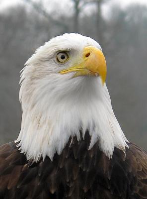 Bald Eagle 2