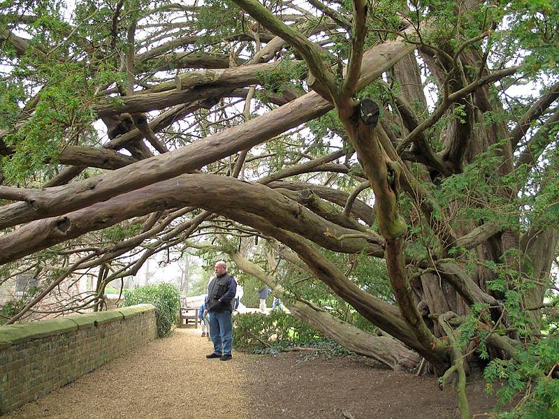 Ancient yew tree