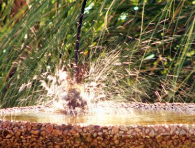 u10/rosah/medium/41442508.moresplashthanbird.jpg