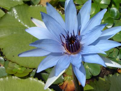 Blue Lotus-1.JPG