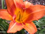 Lily-Orange.JPG