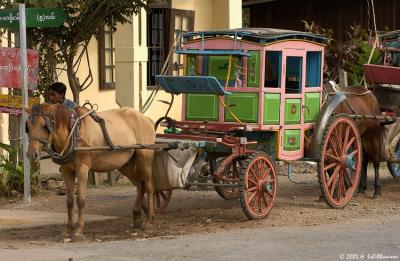 Horse coach