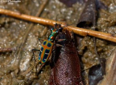 Tiger beetle (Cosmodela duponti); Myanmar