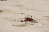 Beach crab