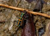 Tiger beetle (Cosmodela duponti); Myanmar
