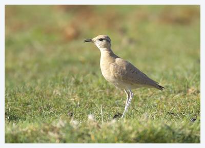 Cream-coloured Courser 2