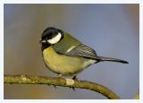 Great Tit  1