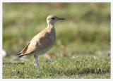 Cream-coloured Courser 1