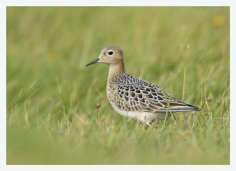 Buff-breasted Sandpiper  3