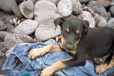 beware of the clothing guard dog