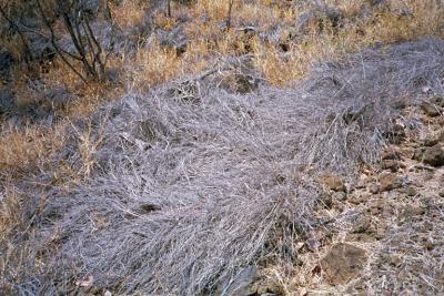 purple grass