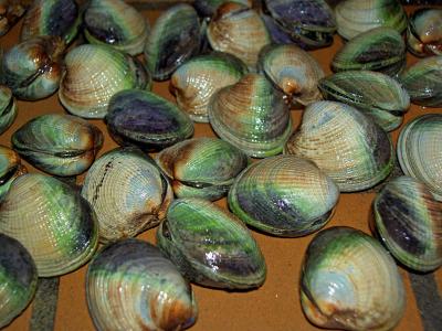 cockle clams