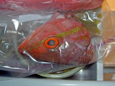 save fish heads for stock