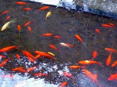 fish pond frozen