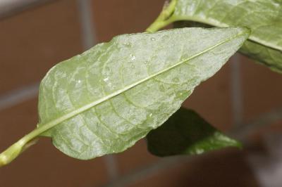 rau ram leaf underside (large, native file size)
