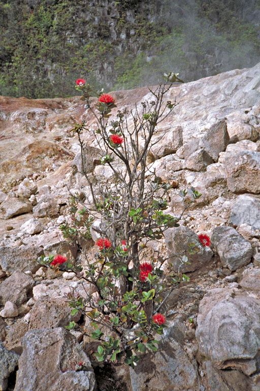 volcano flower