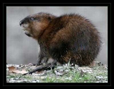 Muskrat 1.JPG