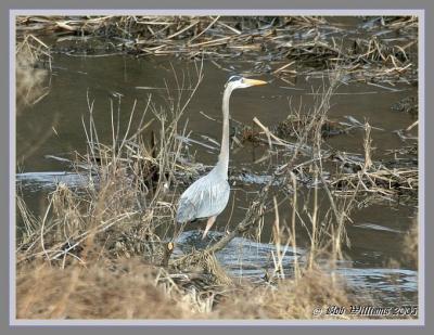 Blue Heron.JPG