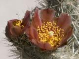 The Pollen