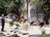 Montage of Parrot