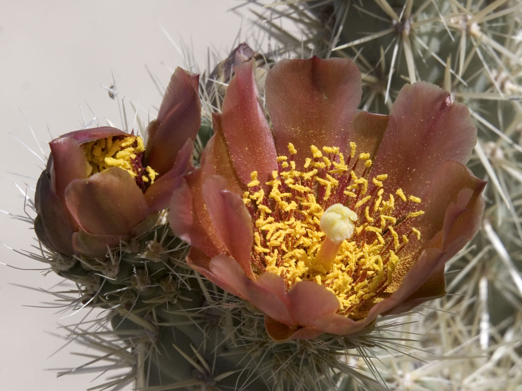 The Pollen