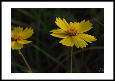 u10/sandman3/medium/2195287.buttercups.jpg
