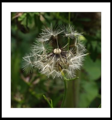 u10/sandman3/medium/2235323.dandilion.jpg