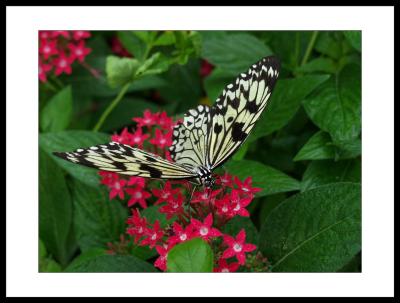 butterfly2