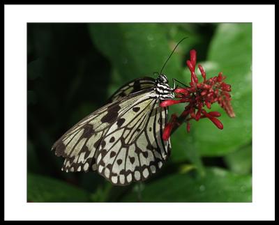 butterfly7