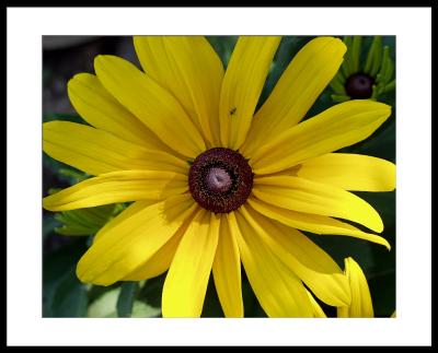 cone flower