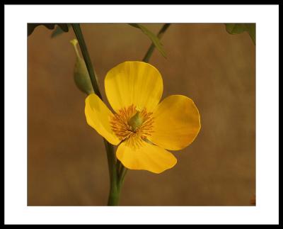 yellow-wildflower.jpg