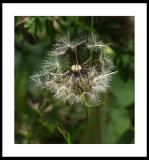 dandilion.jpg