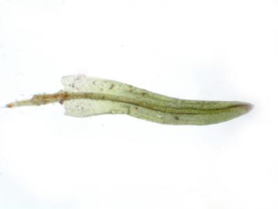 u10/sathea/medium/37789942.Barbulaindica_erDSCN8301.jpg