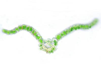 u10/sathea/medium/37789947.Barbulaindica_erDSCN8333.jpg