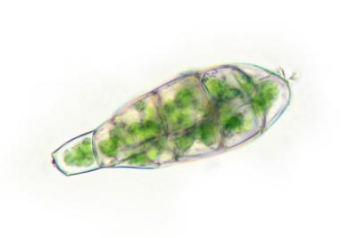 u10/sathea/medium/37789948.Barbulaindica_erDSCN8339.jpg