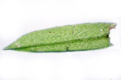 u10/sathea/medium/37789949.Bryum_erDSCN8346.jpg